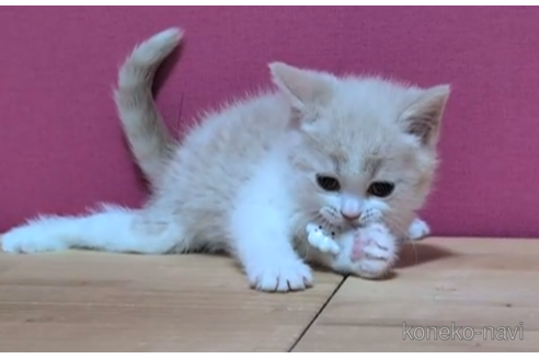 成約済の東京都のマンチカン-105726の4枚目